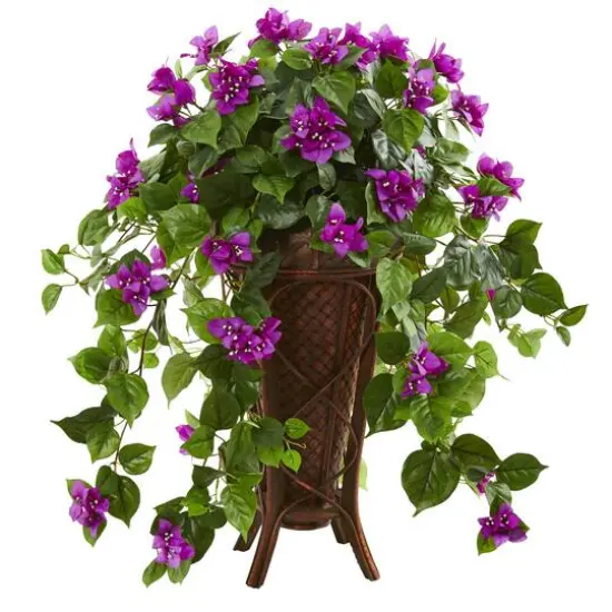 2.5ft. Bougainvillea Plant in Stand Planter {1}