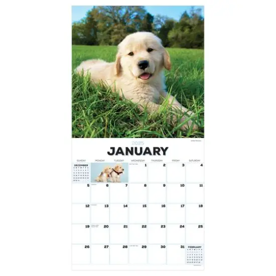 TF Publishing 2025 Puppies Wall Calendar {6}
