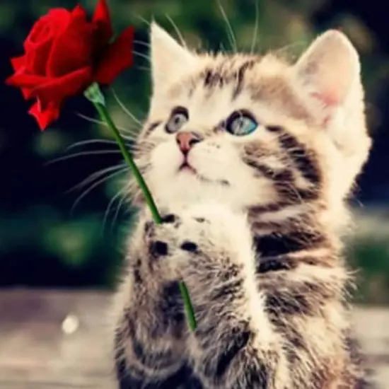 Sparkly Selections Beginner Kitten with a Rose Diamond Painting Kit, Round Diamonds {1}