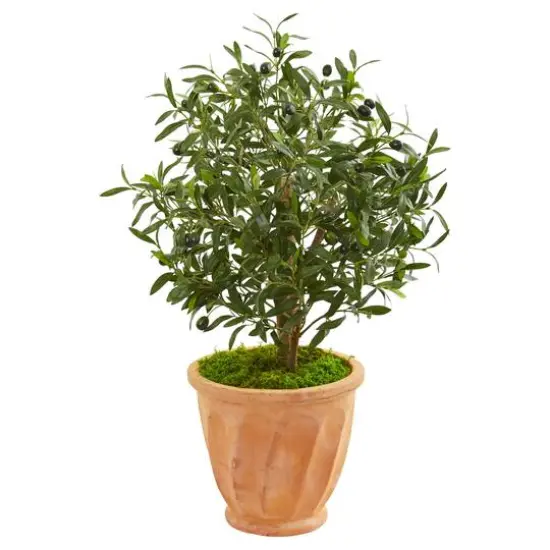 3ft. Olive Tree in Terracotta Planter {1}