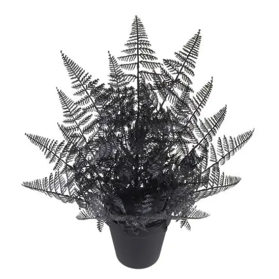 16" Black Fern by Ashland&reg; {3}