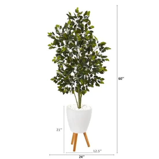 5ft. Ficus Tree in White Planter with Stand {3}