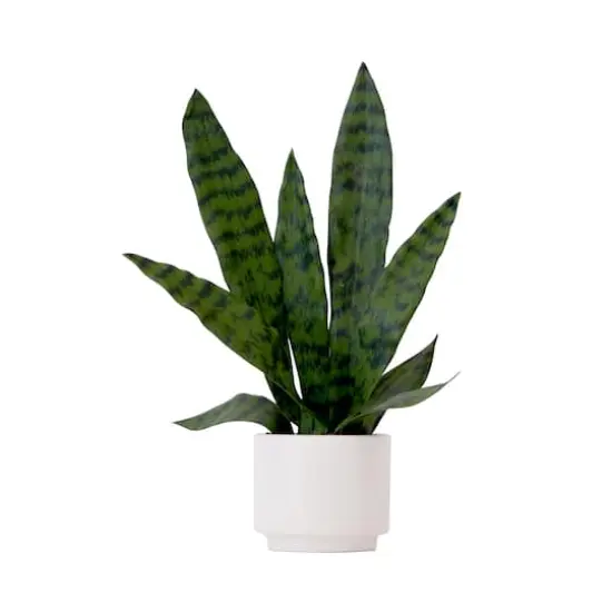 16" Artificial Sansevieria Snake Plant with Decorative Planter  {1}