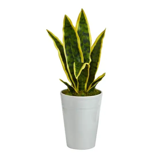 18" Snake Plant in Decorative White Planter {1}