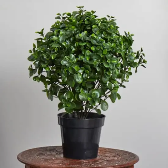 2.5ft. Potted Peperomia Plant {5}