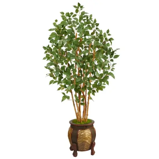 5.5ft. Bushy Ficus Tree in Decorative Planter {1}