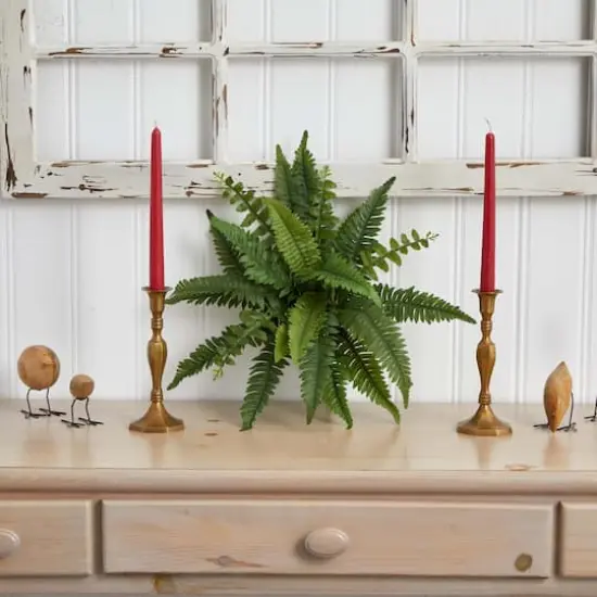 Boston Fern, 6ct. {4}