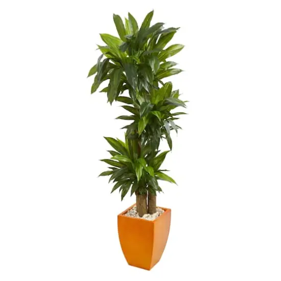 5.5ft. Dracaena Plant in Orange Planter  {1}