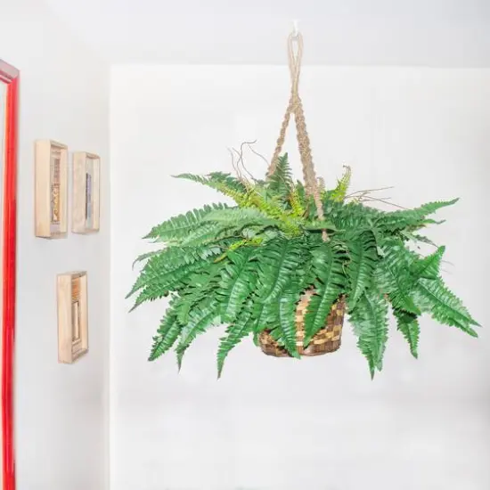 29" Boston Fern in Hanging Basket {7}