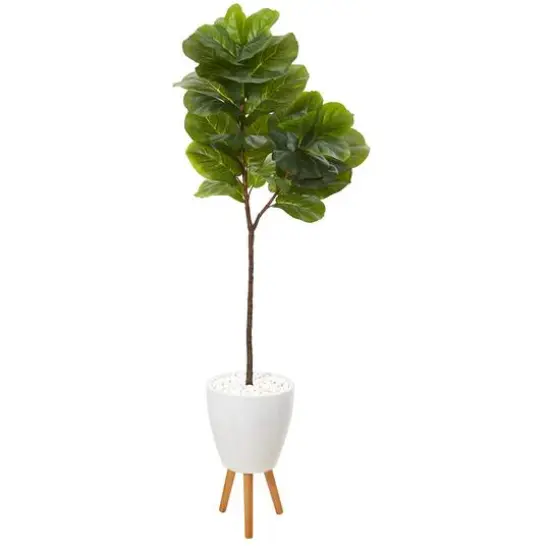 5.5ft. Fiddle Leaf Tree in White Planter with Stand {1}