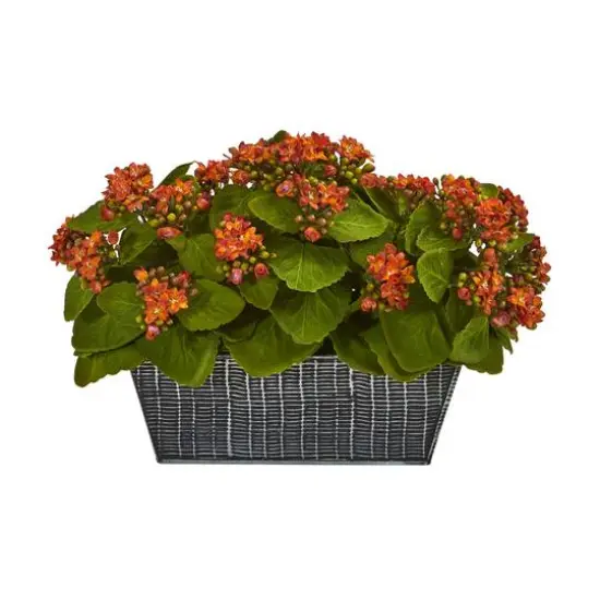 14in. Orange Kalanchoe Plant in Black Embossed Planter {1}