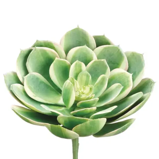 Soft Touch Green, White & Pink Echeveria Pick  {1}