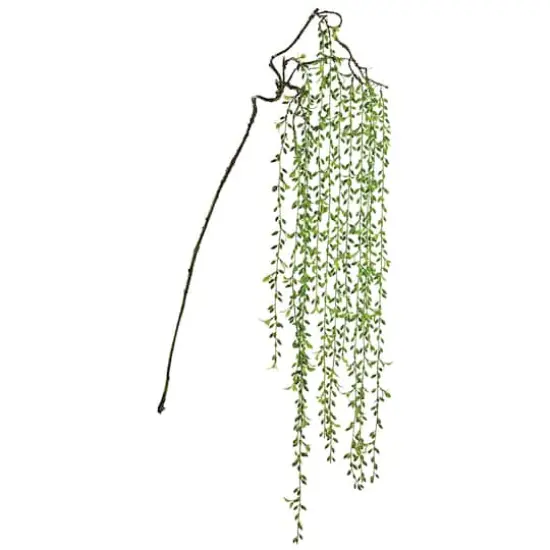 Soft Touch Green Senecio Hanging Spray  {1}