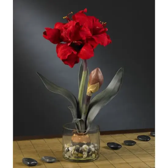 20'' Amaryllis in Round Vase {3}