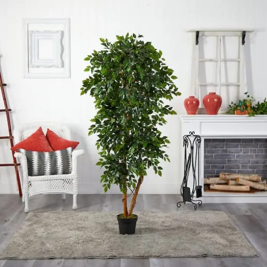 6ft. Potted Elegant Ficus Tree {4}