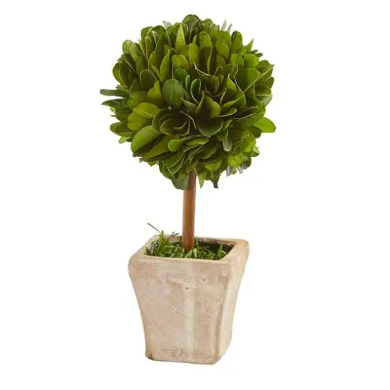 6" Boxwood Topiary Preserved Plant in Ceramic Planter, 4ct. {4}