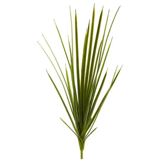 Agave Schottii Plant, 3ct. {1}