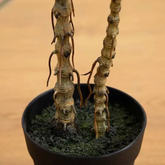 2ft. Potted Dracaena Marginata Plant {8}