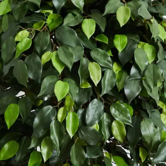 5.5ft. Potted Ficus Tree {4}