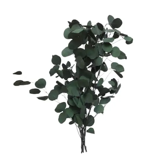 24" Dark Green Silver Dollar Eucalyptus by Ashland&reg; {3}