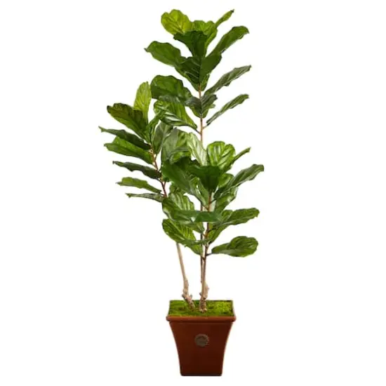 5.5ft. Fiddle Leaf Artificial Tree in Brown Planter UV Resistant (Indoor/Outdoor) {1}