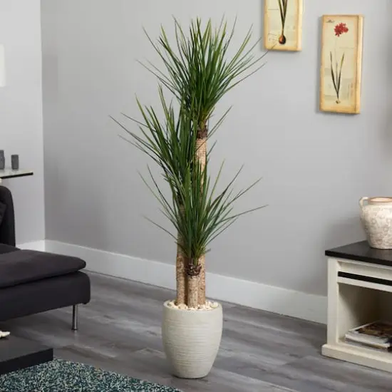 5ft. Yucca Tree In Sand Colored Planter {4}
