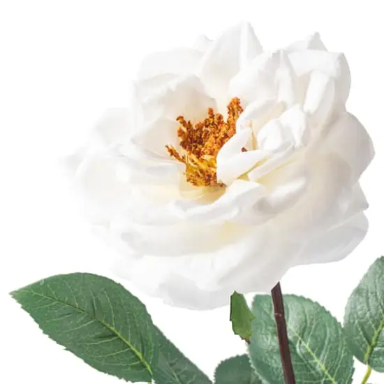 Orlane Rose Stem by Ashland&reg; White {4}