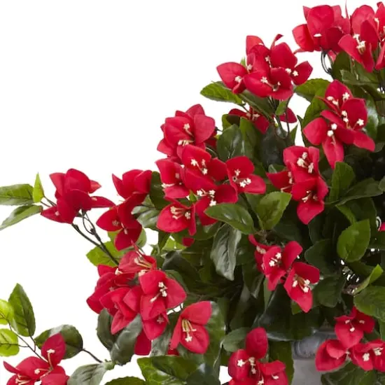 28" Bougainvillea In Decorative Urn {3}