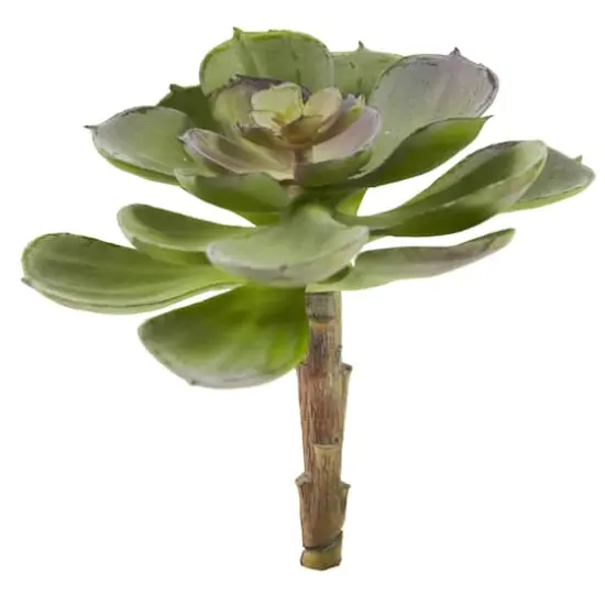 Green Echeveria Succulent Pick, 12ct. {3}