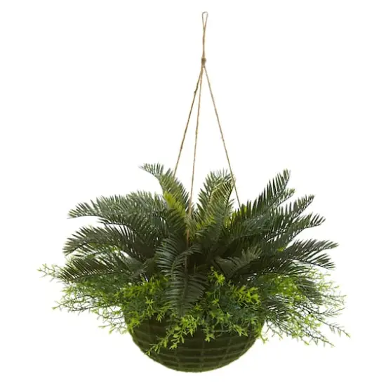 13" Cycas Plant in Mossy Hanging Basket {1}