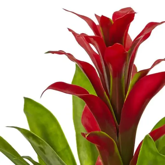 12" Red Bromeliad Arrangement in Glass Vase {4}