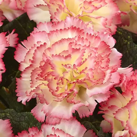 Carnation Arrangement In Vase Cream Pink {3}