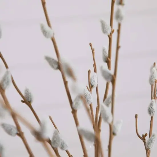 2ft. Pussy Willow Arrangement in Modern Metal Black Vase {8}