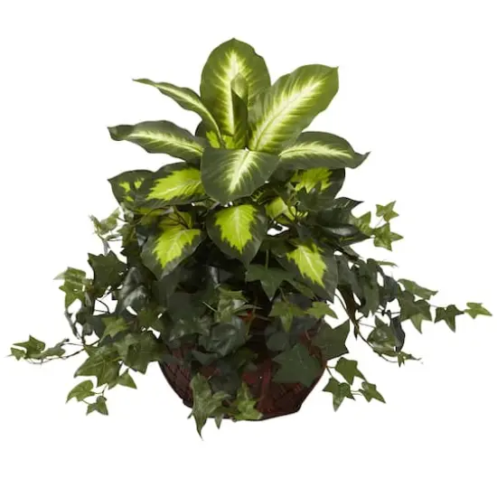 20" Dieffenbachia & Ivy In Decorative Planter {1}