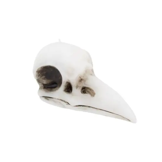 Crow Skull Shaped Candle by Ashland&reg; {3}