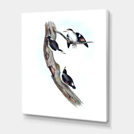 Designart - Vintage Australian Bird Illustrations I - Traditional Canvas Wall Art Print {1}
