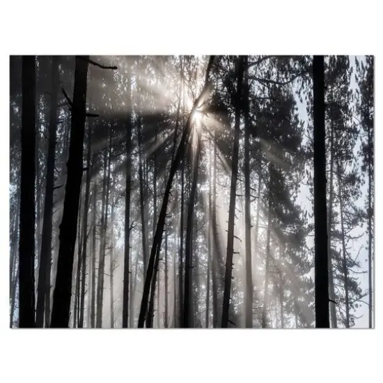 Designart - Sunbeams through Black White Forest - Forest Canvas Wall Art Print {1}