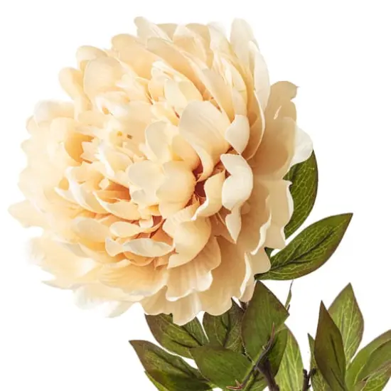 Jumbo Cream Peony Stem by Ashland&reg; {4}
