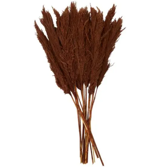 Dried Plant Pampas Natural Foliage with Long Stems Copper {7}