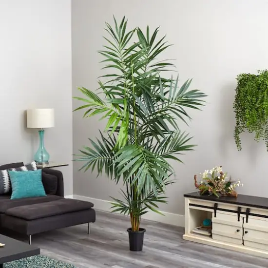 7ft. Potted Kentia Palm Tree {4}