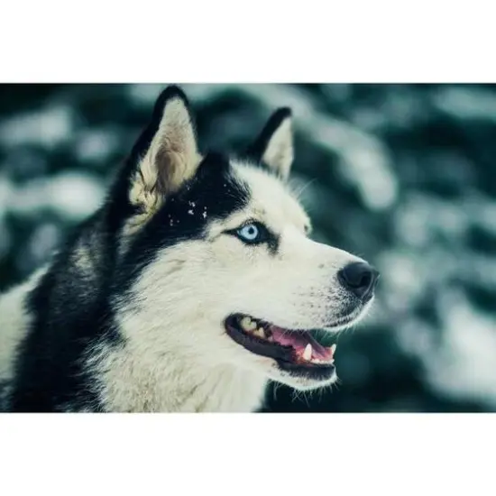 Wizardi Northern Friend Diamond Painting Kit {3}