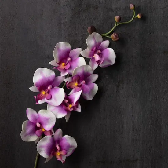 Orchid Spray by Ashland&reg; Pink and White {3}