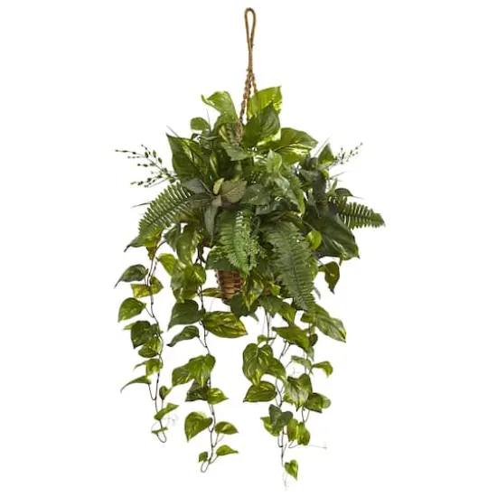 3.5ft Pothos and Boston Fern Hanging Basket {1}