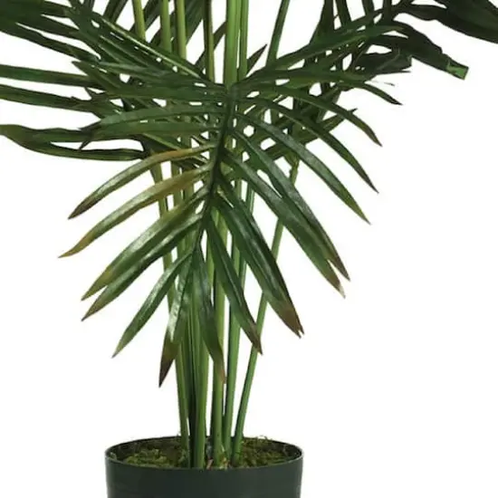 5ft. Potted Paradise Palm {3}