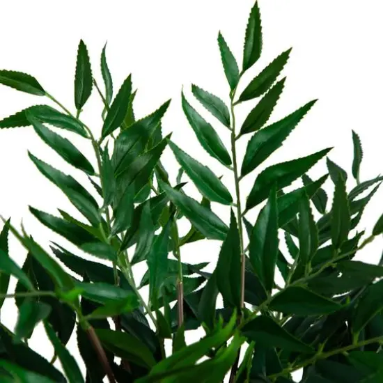 19" Palmate Fern Arrangement in Glass Vase {8}