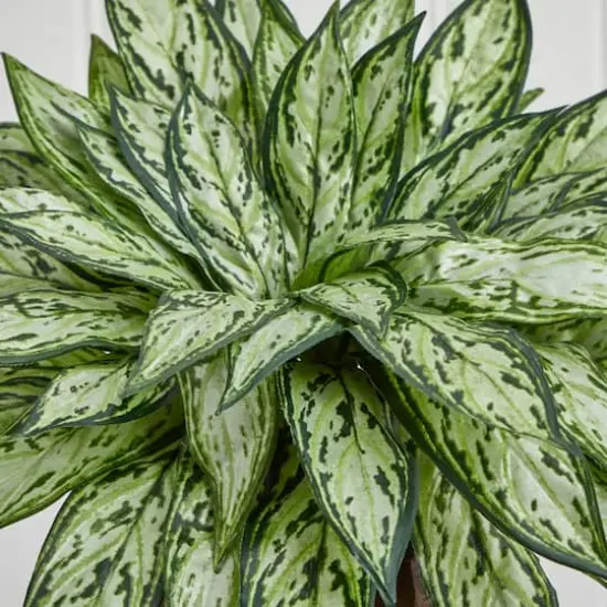 14" Triple Silver Queen Silk Plant in Hexagon Vase {5}