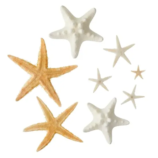 U.S. Shell Starfish Mix {1}