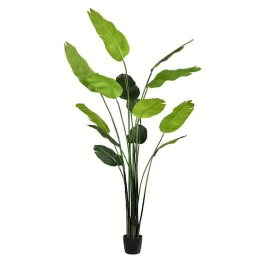 7ft. Potted Travellers Palm Tree {1}