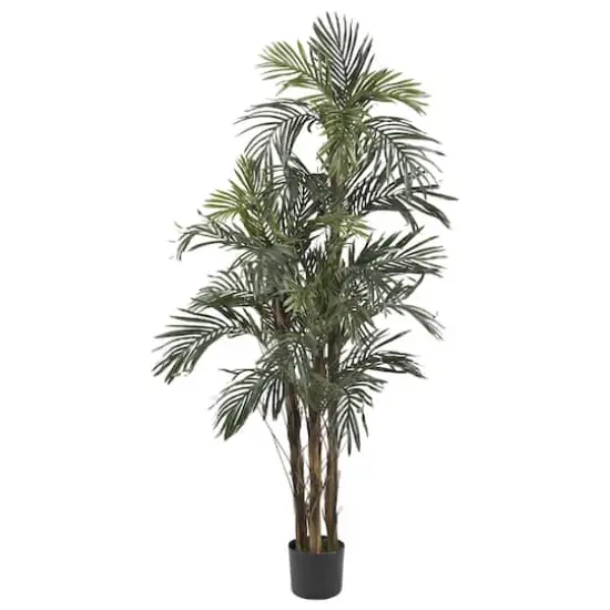 5ft. Potted Robellini Palm Tree {1}