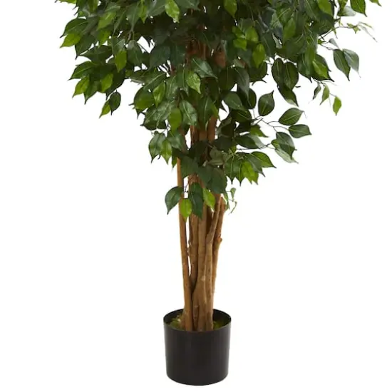 5.5ft. Potted Ficus Tree {4}